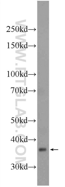 MOSC2 Rabbit anti-Human, Mouse, Polyclonal, Proteintech 150 &mu;L | Buy Online | Proteintech Group Inc | Fisher Scientific