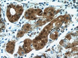 C15orf29 Rabbit anti-Human, Mouse, Rat, Polyclonal, Proteintech:Antibodies:Primary
