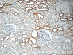 FAM174A Rabbit anti-Human, Polyclonal, Proteintech 150 &mu;L; Unconjugated:Antibodies,
