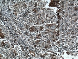 FAM174A Rabbit anti-Human, Polyclonal, Proteintech 150 &mu;L; Unconjugated:Antibodies,