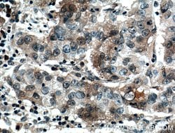FAM174A Rabbit anti-Human, Polyclonal, Proteintech 150 &mu;L; Unconjugated:Antibodies,