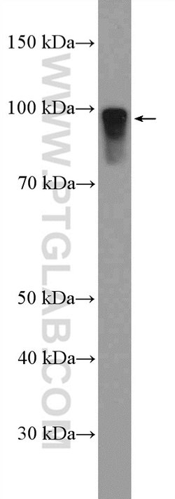 DMGDH Rabbit anti-Human, Mouse, Rat, Polyclonal, Proteintech:Antibodies:Primary