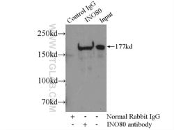 INO80 Rabbit anti-Human, Polyclonal, Proteintech 150 &mu;L; Unconjugated:Antibodies,
