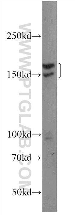INO80 Rabbit anti-Human, Polyclonal, Proteintech 150 &mu;L; Unconjugated:Antibodies,