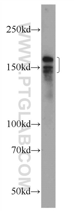 INO80 Rabbit anti-Human, Polyclonal, Proteintech 150 &mu;L; Unconjugated:Antibodies,