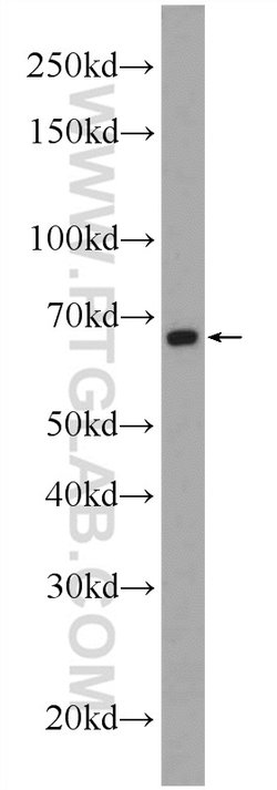 FOXD4 Rabbit anti-Human, Mouse, Rat, Polyclonal, Proteintech:Antibodies:Primary