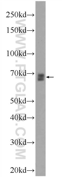 FOXD4 Rabbit anti-Human, Mouse, Rat, Polyclonal, Proteintech:Antibodies:Primary