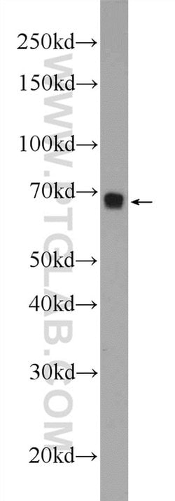 FOXD4 Rabbit anti-Human, Mouse, Rat, Polyclonal, Proteintech:Antibodies:Primary
