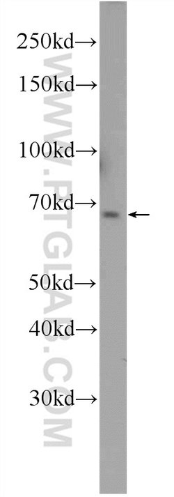FOXD4 Rabbit anti-Human, Mouse, Rat, Polyclonal, Proteintech:Antibodies:Primary