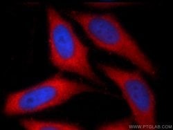 NRBF2 Rabbit anti-Human, Mouse, Polyclonal, Proteintech 150 &mu;L; Unconjugated:Antibodies,