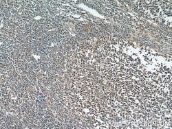 NRBF2 Rabbit anti-Human, Mouse, Polyclonal, Proteintech 150 &mu;L; Unconjugated:Antibodies,