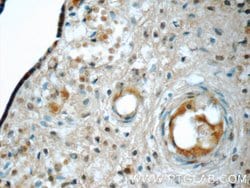 NRBF2 Rabbit anti-Human, Mouse, Polyclonal, Proteintech 150 &mu;L; Unconjugated:Antibodies,