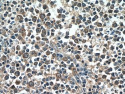 NRBF2 Rabbit anti-Human, Mouse, Polyclonal, Proteintech 150 &mu;L; Unconjugated:Antibodies,