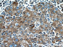 NRBF2 Rabbit anti-Human, Mouse, Polyclonal, Proteintech 150 &mu;L; Unconjugated:Antibodies,