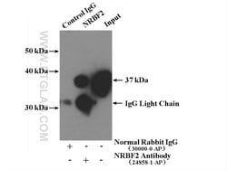 NRBF2 Rabbit anti-Human, Mouse, Polyclonal, Proteintech 150 &mu;L; Unconjugated:Antibodies,