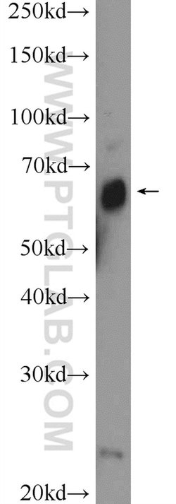 ZNF195 Rabbit anti-Human, Mouse, Polyclonal, Proteintech 150 &mu;L; Unconjugated:Antibodies,