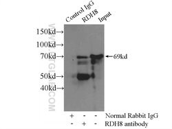 FUBP1 Rabbit anti-Human, Mouse, Polyclonal, Proteintech 150 &mu;L; Unconjugated:Antibodies,