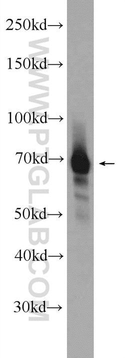FUBP1 Rabbit anti-Human, Mouse, Polyclonal, Proteintech 150 &mu;L; Unconjugated:Antibodies,