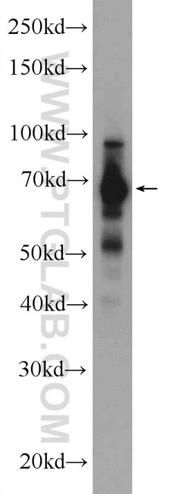 FUBP1 Rabbit anti-Human, Mouse, Polyclonal, Proteintech 150 &mu;L; Unconjugated:Antibodies,