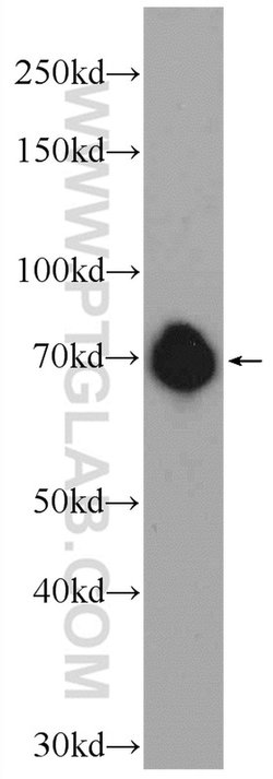 FUBP1 Rabbit anti-Human, Mouse, Polyclonal, Proteintech 150 &mu;L; Unconjugated:Antibodies,