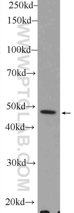 PLEKHO1 Rabbit anti-Human, Mouse, Polyclonal, Proteintech:Antibodies:Primary