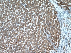 CYP7B1 Rabbit anti-Human, Mouse, Polyclonal, Proteintech 150 &mu;L; Unconjugated:Antibodies,