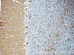 GEMIN5 Rabbit anti-Human, Polyclonal, Proteintech 150 &mu;L; Unconjugated:Anticuerpos