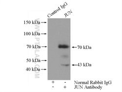 JUN Rabbit anti-Hamster, Human, Mouse, Polyclonal, Proteintech 150 &mu;L;