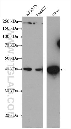JUN Rabbit anti-Hamster, Human, Mouse, Polyclonal, Proteintech 150 &mu;L;