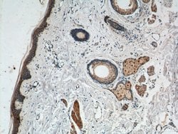 ST8SIA1 Rabbit anti-Human, Mouse, Polyclonal, Proteintech 150 &mu;L; Unconjugated:Antibodies,
