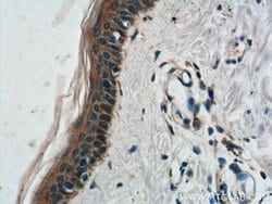 ST8SIA1 Rabbit anti-Human, Mouse, Polyclonal, Proteintech 150 &mu;L; Unconjugated:Antibodies,
