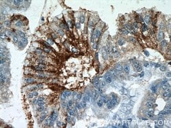 DHX35 Rabbit anti-Human, Mouse, Polyclonal, Proteintech:Antibodies:Primary