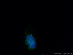 CEP112 Rabbit anti-Canine, Human, Mouse, Polyclonal, Proteintech:Antibodies:Primary