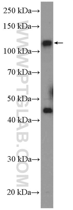 CEP112 Rabbit anti-Canine, Human, Mouse, Polyclonal, Proteintech:Antibodies:Primary