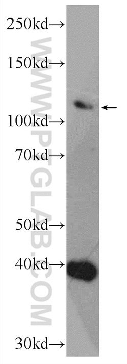 CEP112 Rabbit anti-Canine, Human, Mouse, Polyclonal, Proteintech:Antibodies:Primary