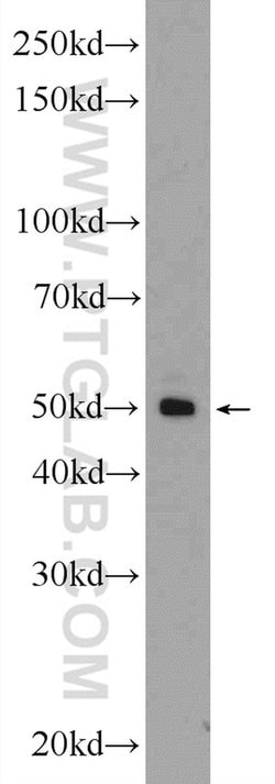 FAM155A Rabbit anti-Human, Polyclonal, Proteintech 150 &mu;L; Unconjugated:Antibodies,