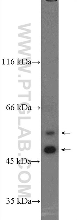 FAM155A Rabbit anti-Human, Polyclonal, Proteintech 150 &mu;L; Unconjugated:Antibodies,