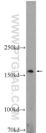Thumbnail_ADAMTS12 Rabbit anti-Human, Mouse, Polyclonal, Proteintech 20 &mu;L; Unconjugated:Antibodies,