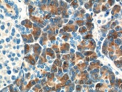 CTRB1 Rabbit anti-Human, Rat, Polyclonal, Proteintech:Anticorps:Anticorps