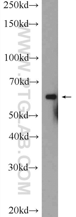 C6orf182 Rabbit anti-Human, Mouse, Non-human primate, Polyclonal, Proteintech