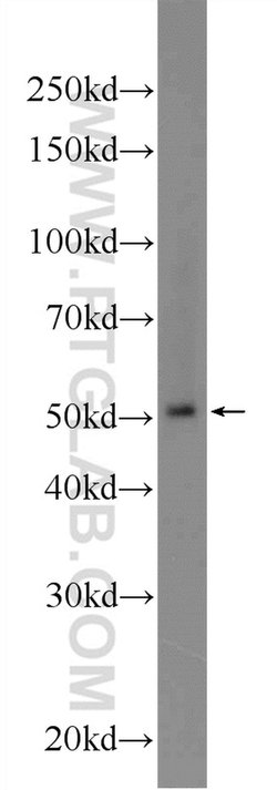 BTNL8 Rabbit anti-Human, Polyclonal, Proteintech:Antibodies:Primary Antibodies