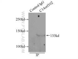 C14orf102 Rabbit anti-Human, Polyclonal, Proteintech 150 &mu;L | Buy Online | Proteintech Group Inc | Fisher Scientific