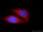 Thumbnail_KHDC3L Rabbit anti-Human, Polyclonal, Proteintech 20 &mu;L; Unconjugated:Antibodies,