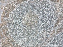 ZC3H12D Rabbit anti-Human, Polyclonal, Proteintech 150 &mu;L; Unconjugated:Antibodies,