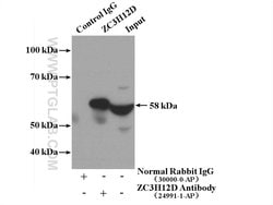 ZC3H12D Rabbit anti-Human, Polyclonal, Proteintech 150 &mu;L; Unconjugated:Antibodies,