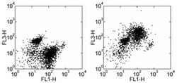 CD93 (AA4.1) Monoclonal Antibody (AA4.1), PE-Cyanine7, eBioscience , Invitrogen:Antibodies:Primary