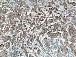 DEC1 Rabbit anti-Human, Polyclonal, Proteintech 150 &mu;L; Unconjugated:Antibodies,