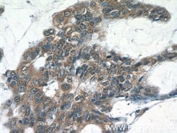 RelB Rabbit anti-Human, Rat, Polyclonal, Proteintech:Antibodies:Primary