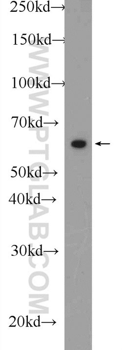 RelB Rabbit anti-Human, Rat, Polyclonal, Proteintech:Antibodies:Primary