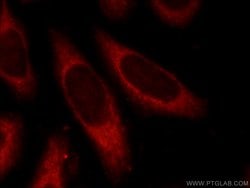 RelB Rabbit anti-Human, Rat, Polyclonal, Proteintech:Antibodies:Primary
